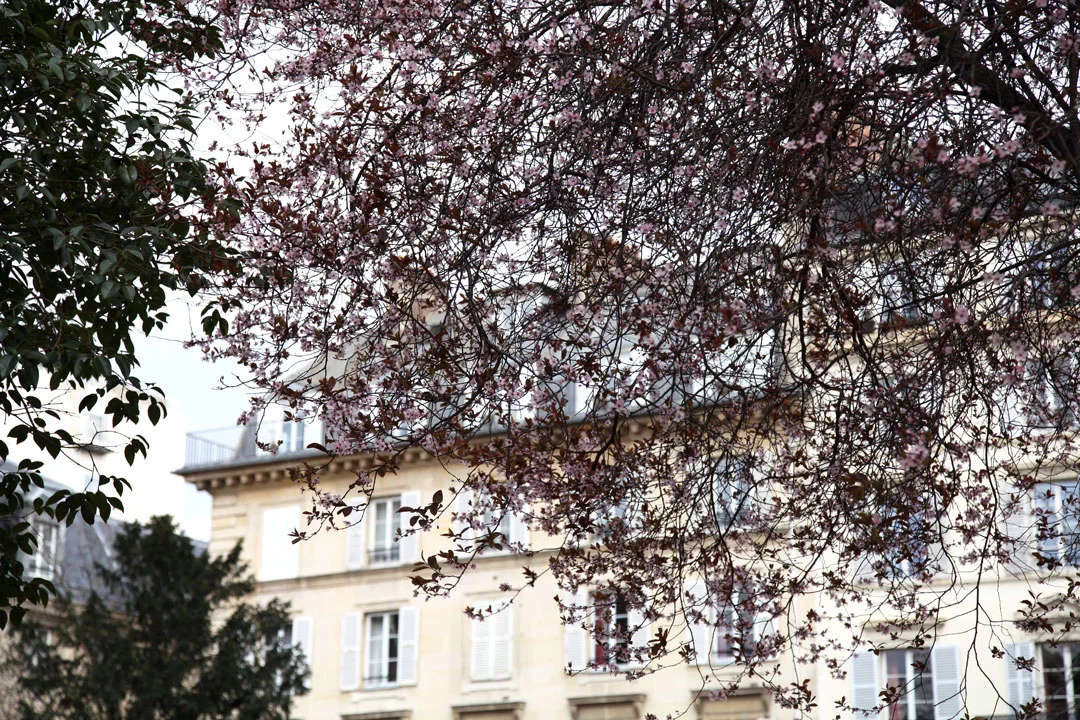 spring-flowers-in-Paris.jpg