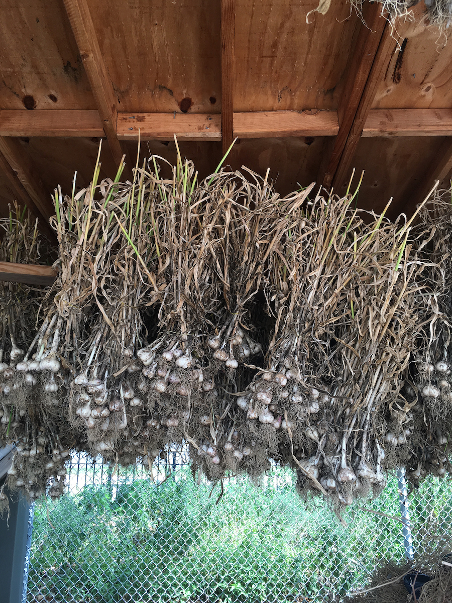 drying-garlic.jpg