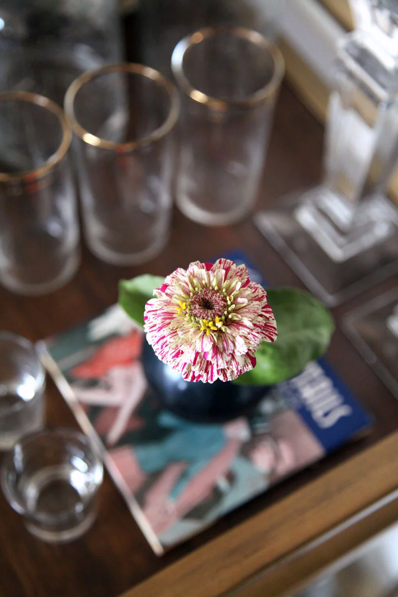 multicolored-zinnia.jpg
