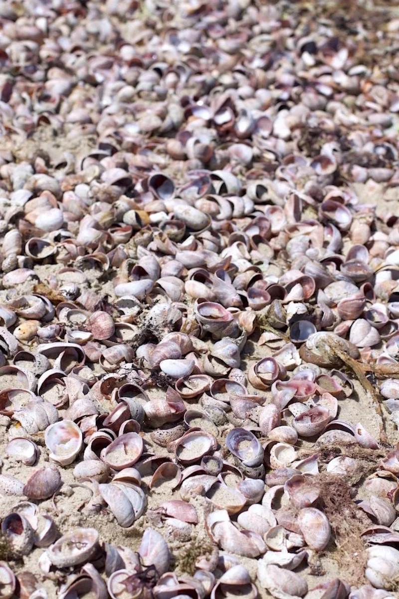 sea-shells.jpg