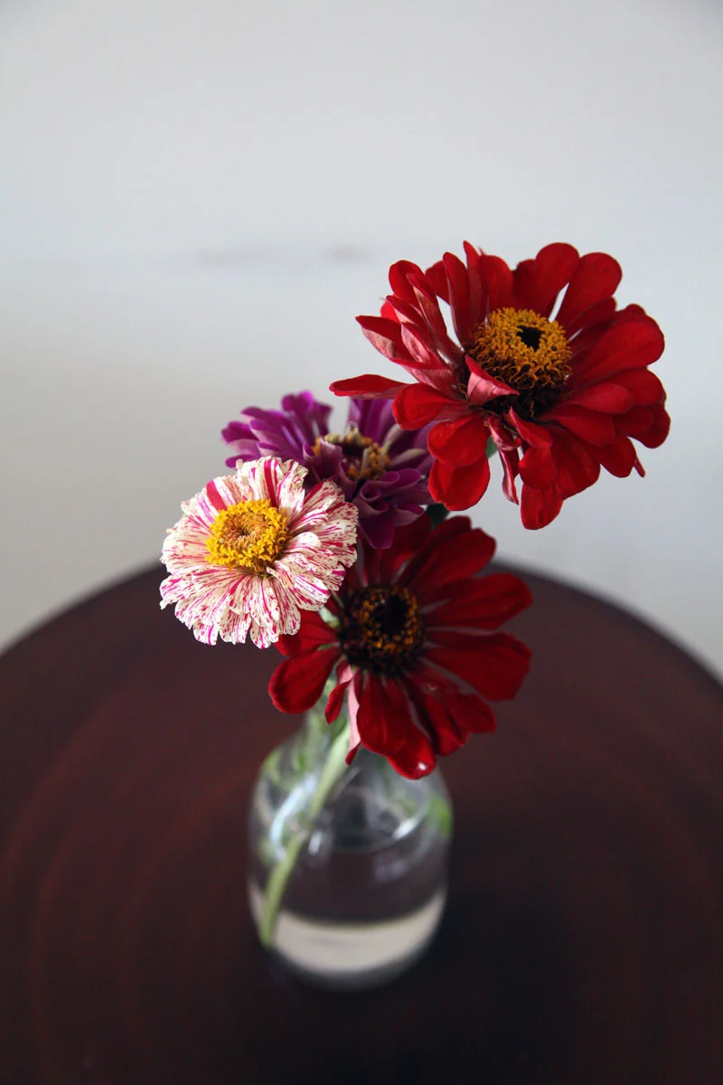 zinnias.jpg