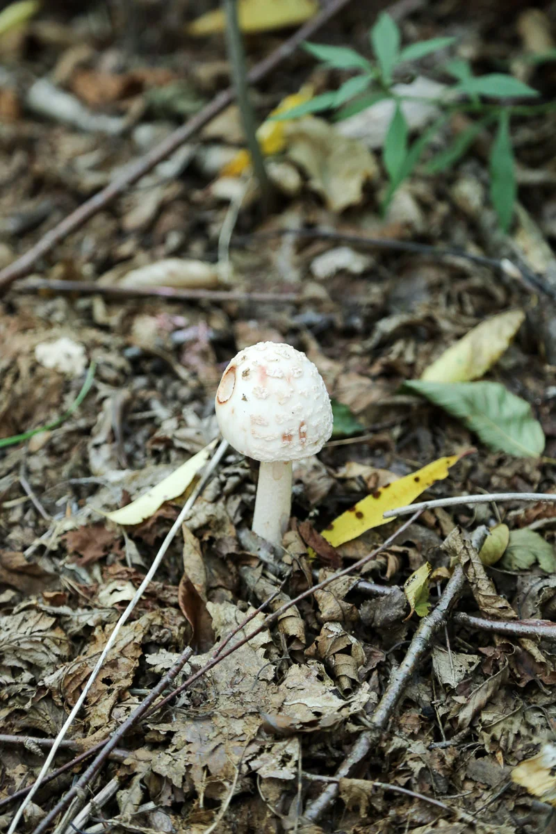 Berkshires32.jpg