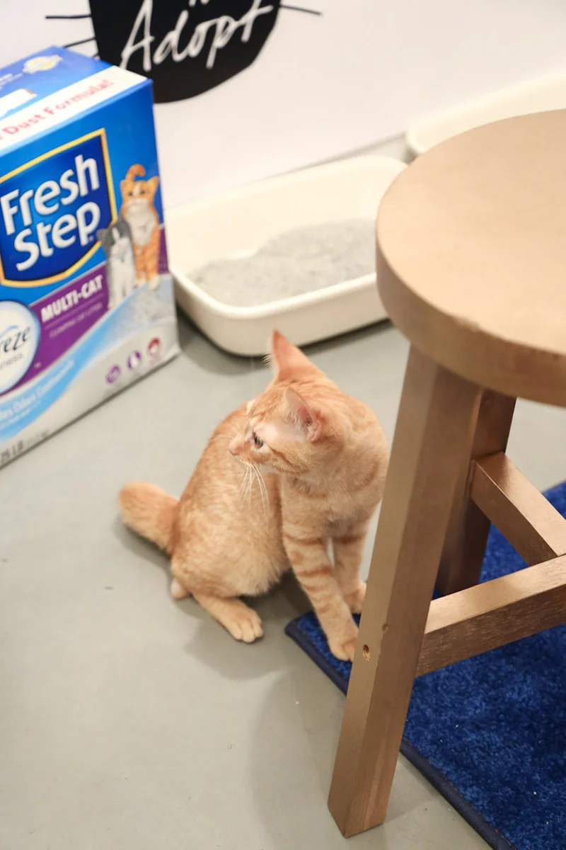 Hot-to-Adopt-cat.jpg