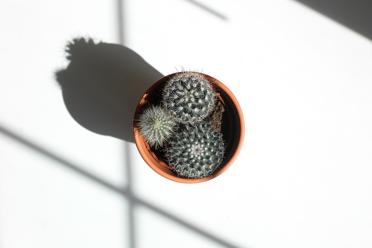 cactus.jpg