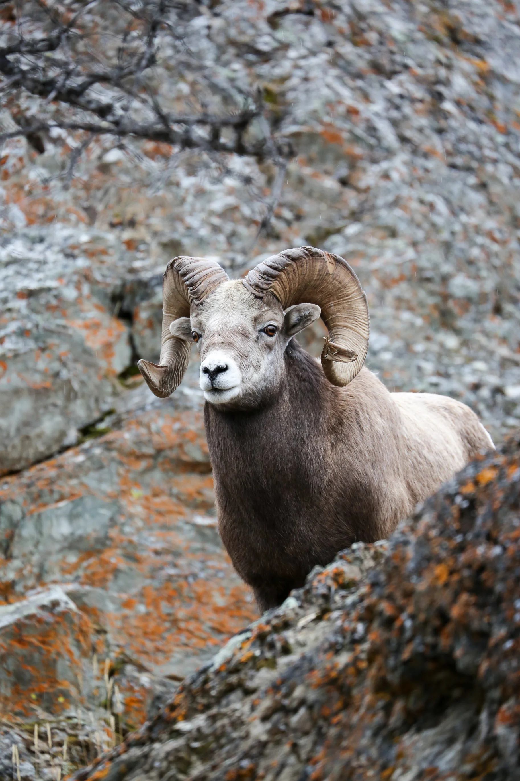 Jasper-Canada13.jpg
