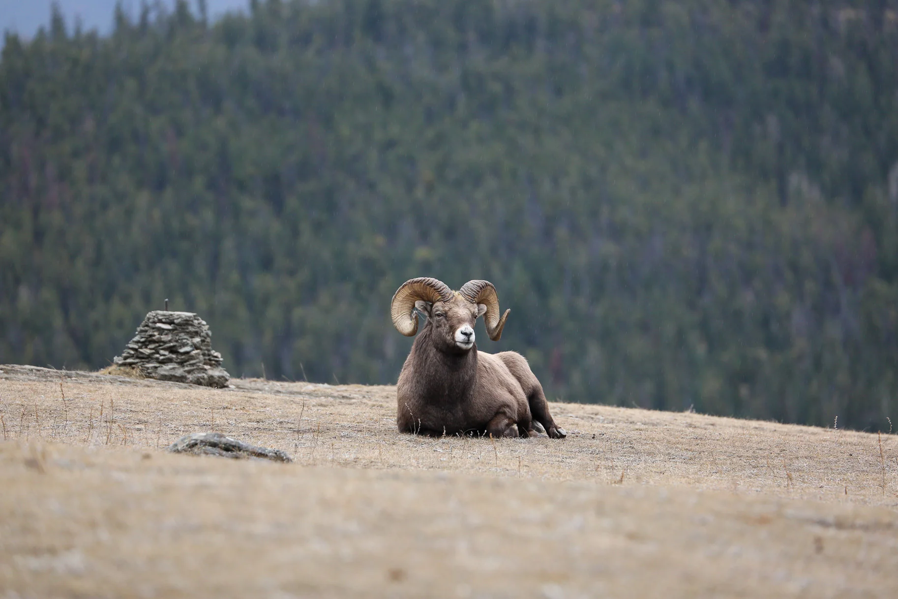 Jasper-Canada27.jpg