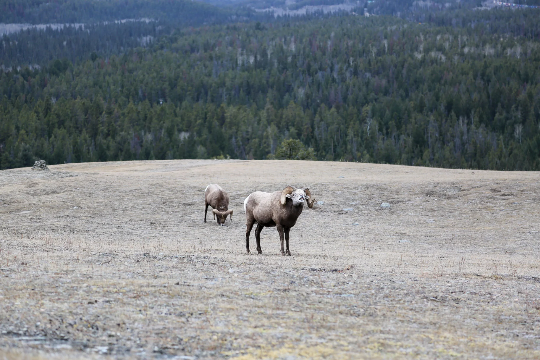 Jasper-Canada29.jpg