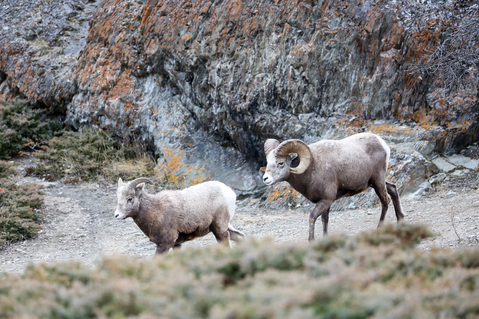 Jasper-Canada31.jpg