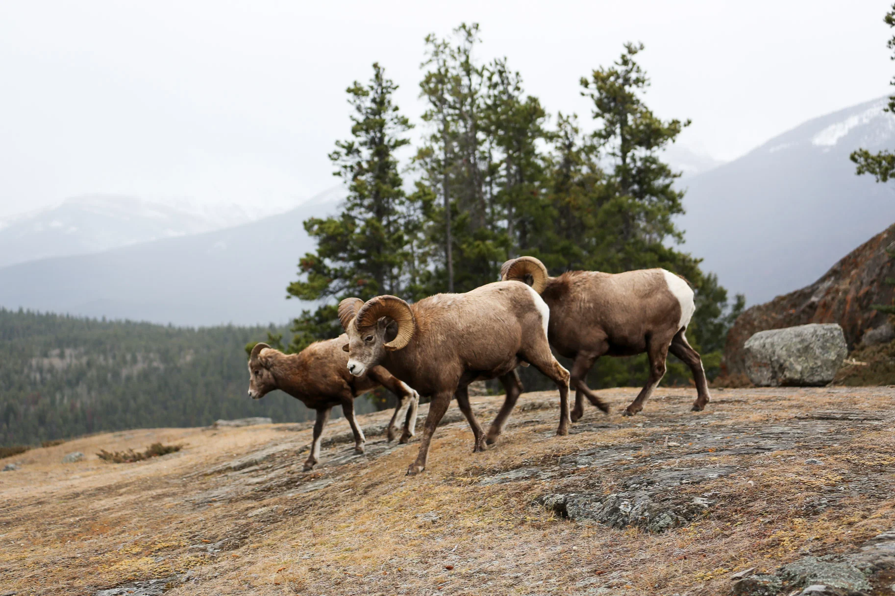 Jasper-Canada32.jpg