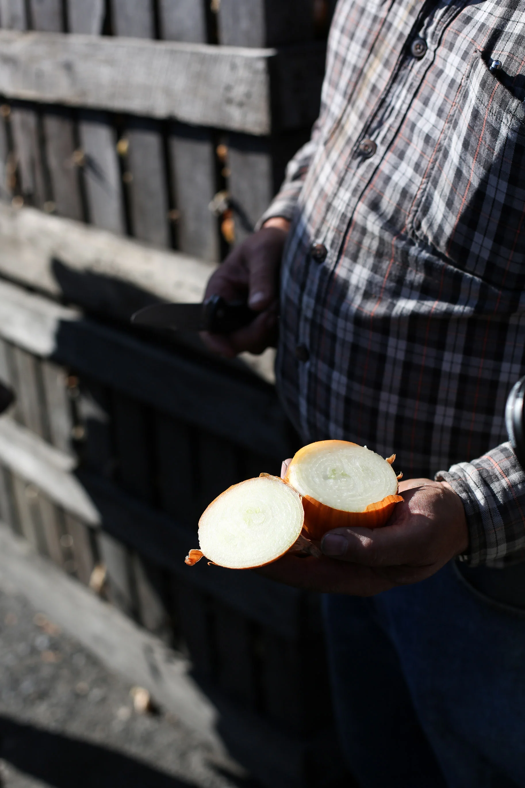 Minkus-Family-Onion-Farm23.jpg