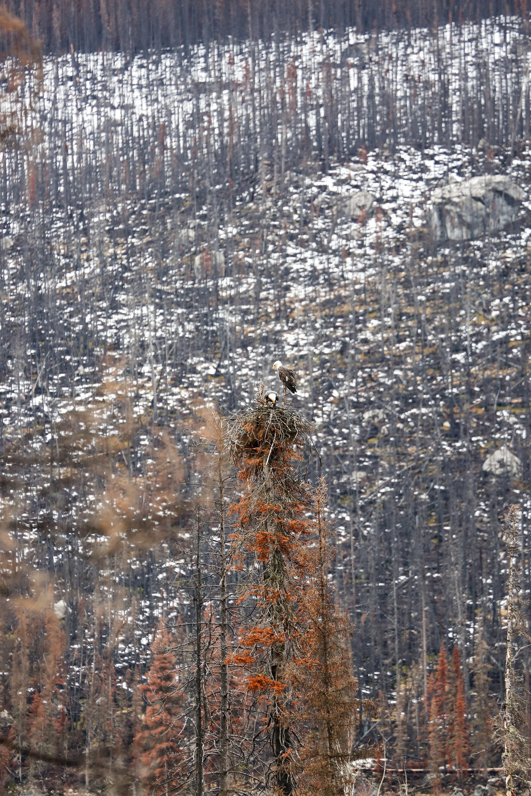 what-to-do-in-Jasper-Alberta22.jpg