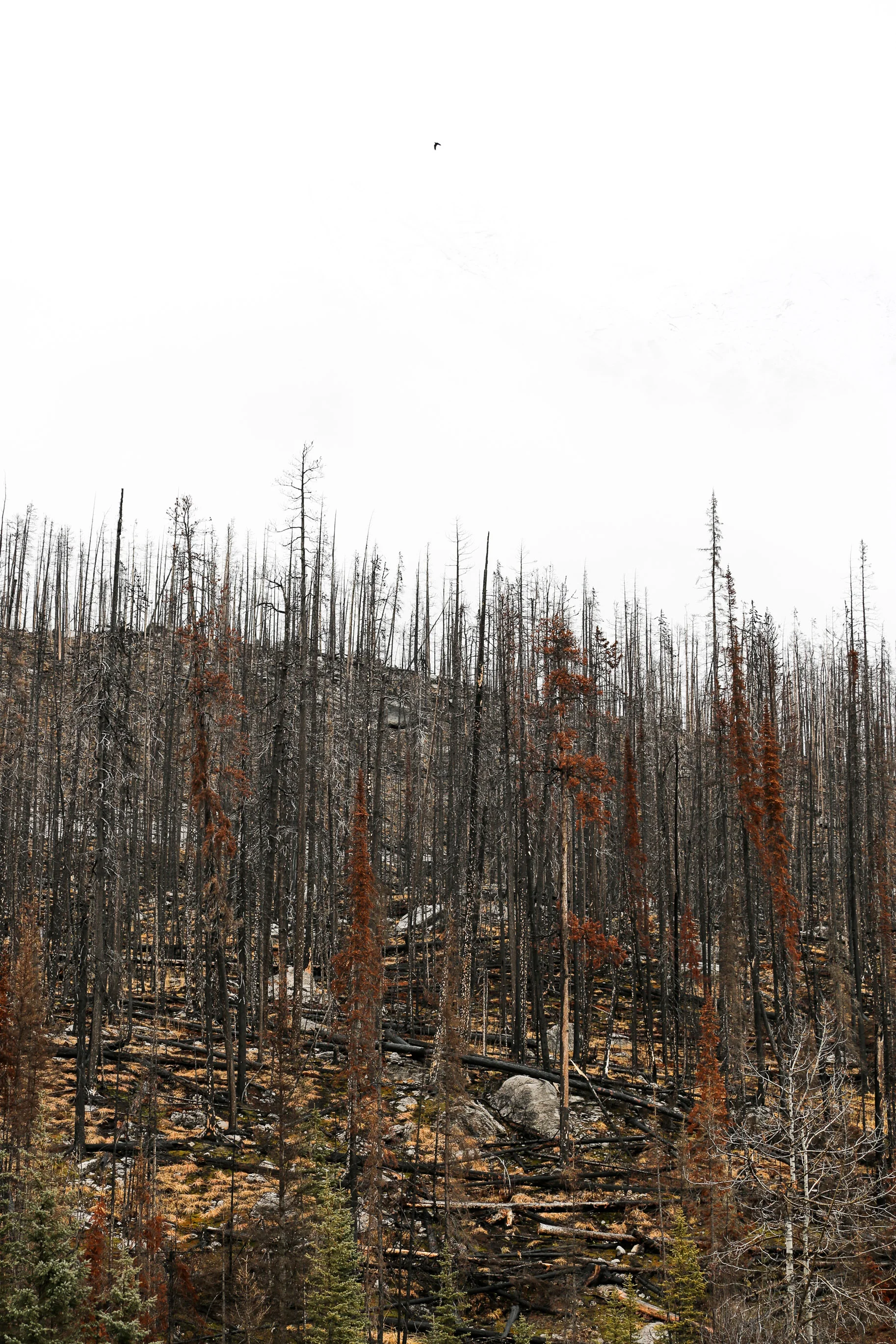 what-to-do-in-Jasper-Alberta24.jpg