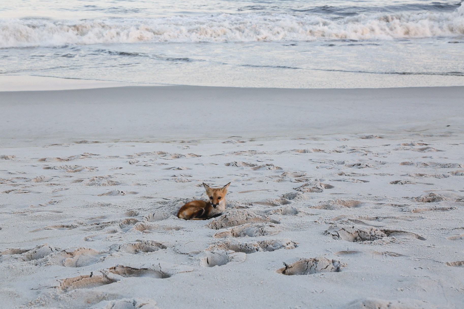 fox-at-the-beach3.jpg