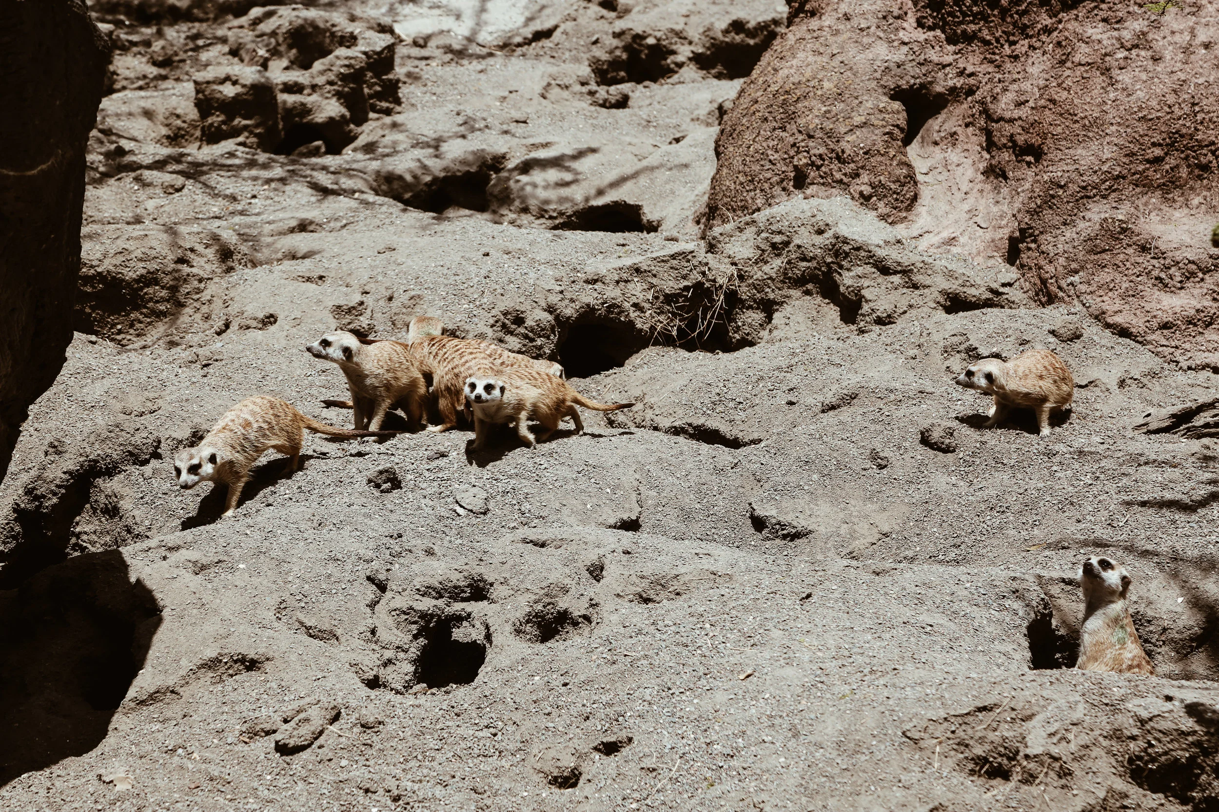 animal kingdom-13.jpg