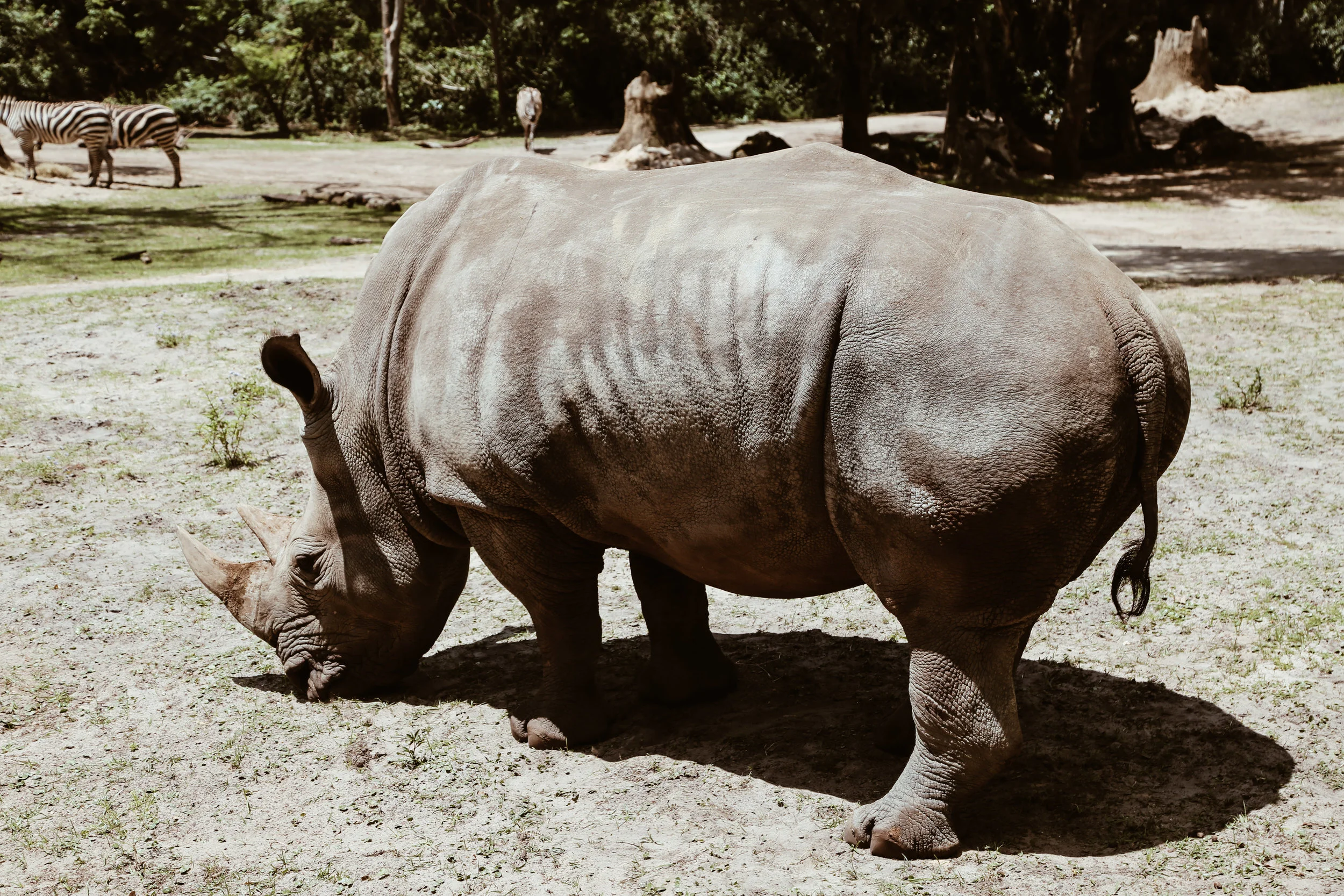 animal kingdom-21.jpg