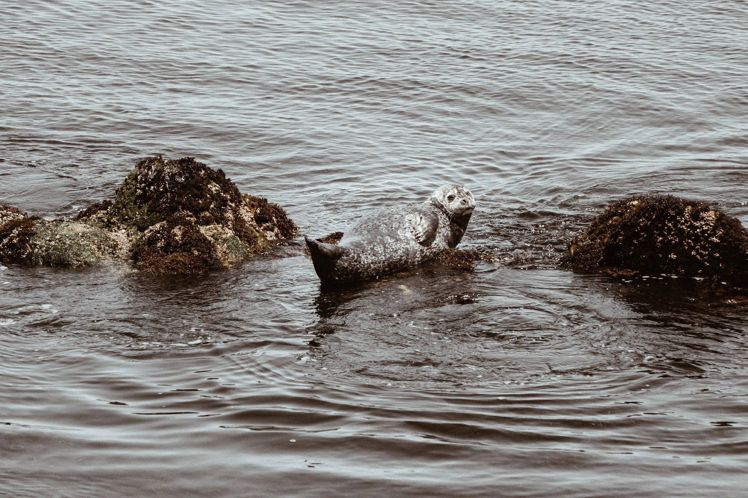california wildlife-14.jpg