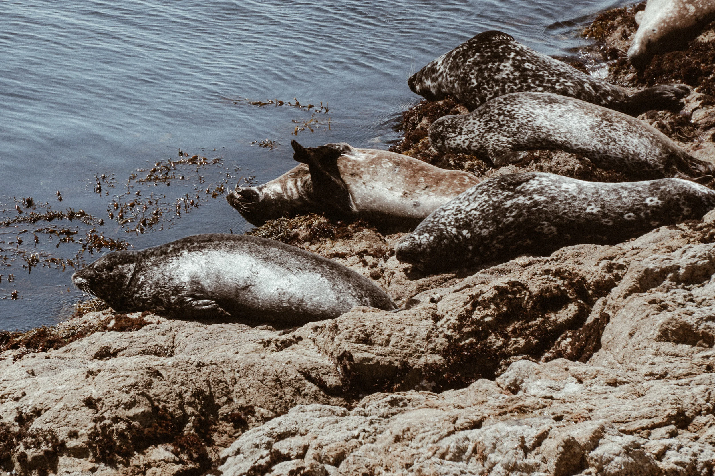 california wildlife-5.jpg