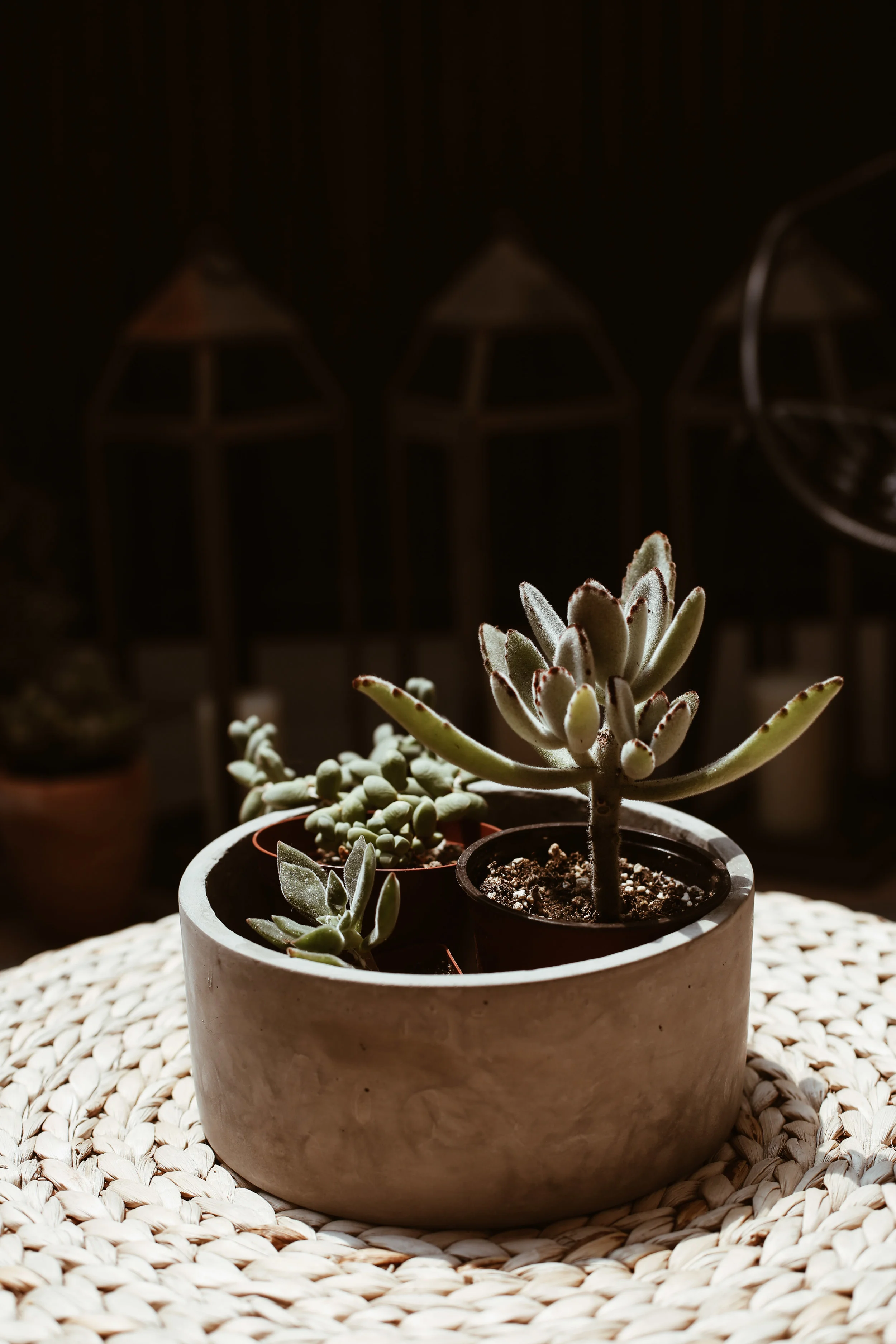 succulents in concrete planter.jpg