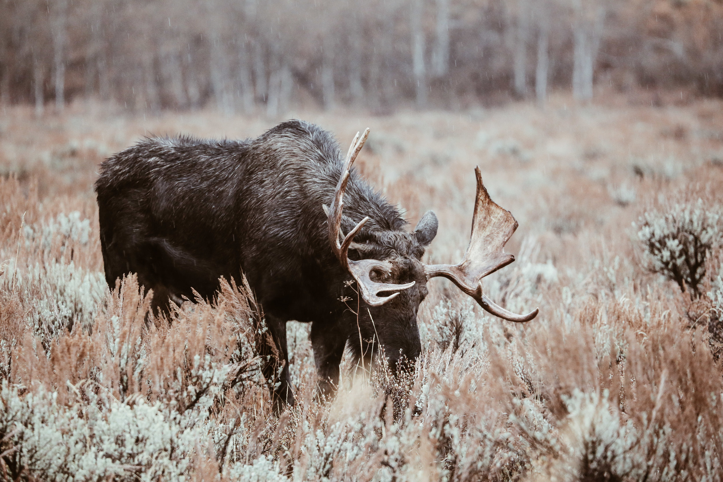 A moose spotted while on our Jackson Hole Wildlife Safari