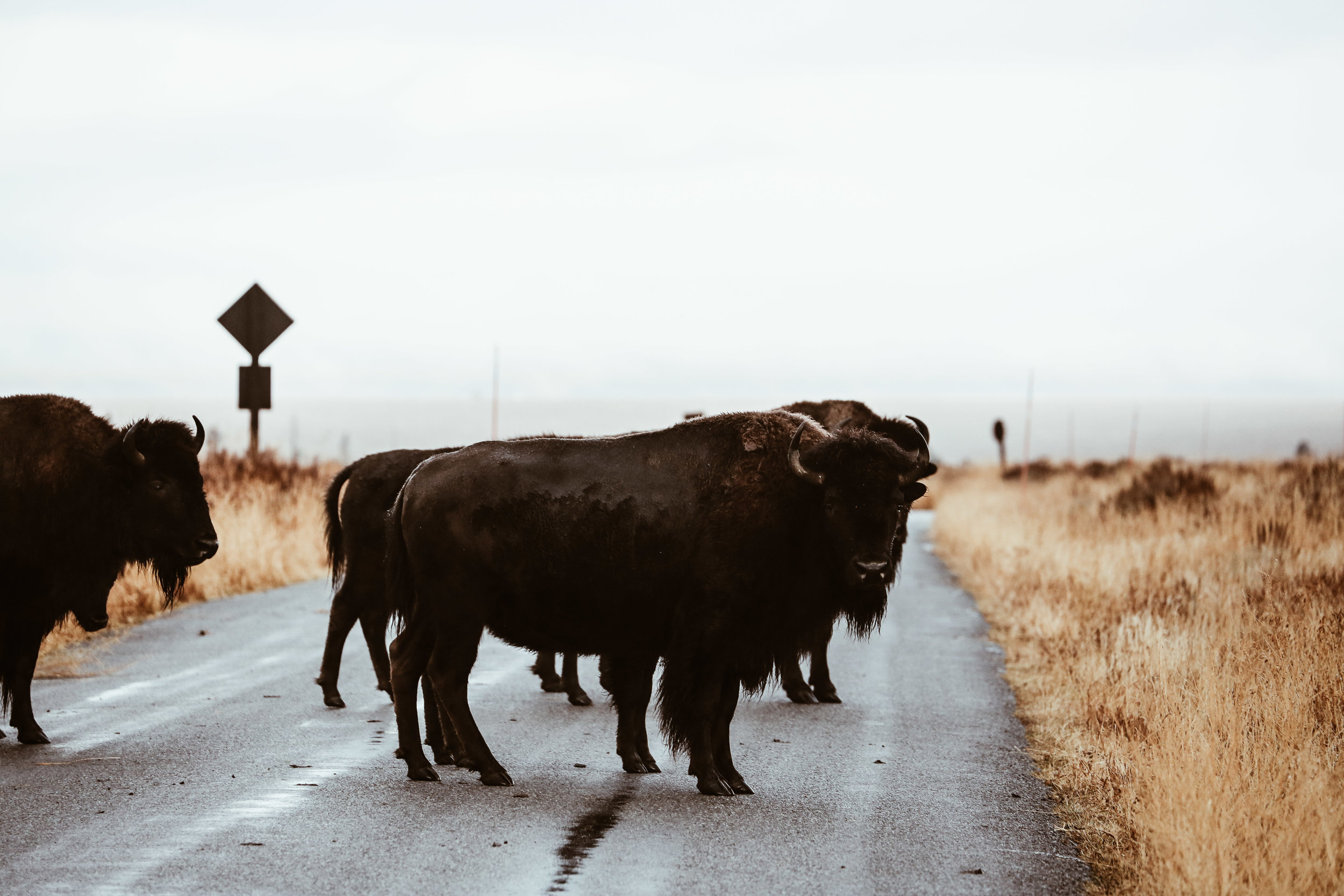 Bison spotted on our tour with Jackson Hole Wildlife Safaris