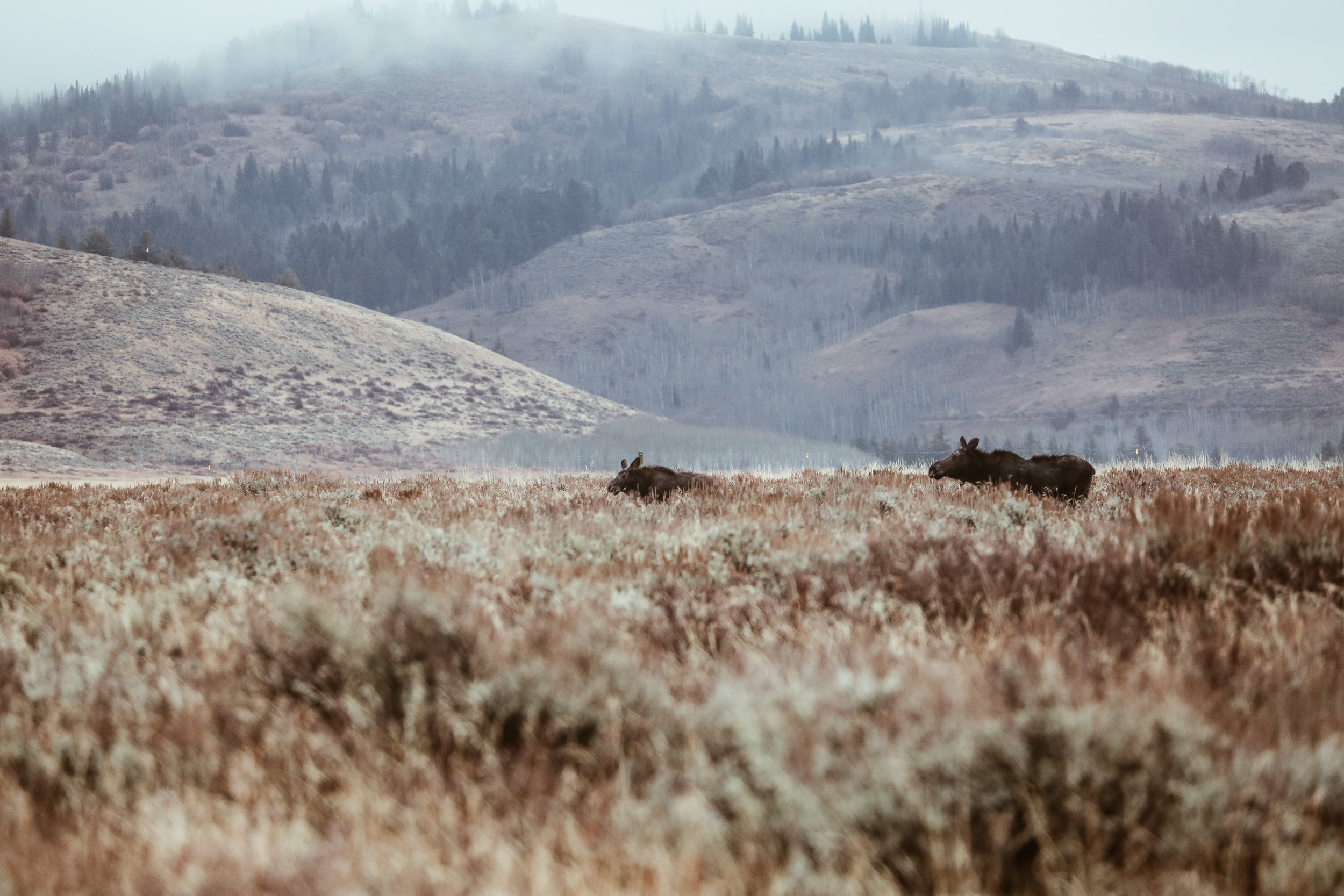 A baby moose + mama moose spotted in the field while on our Jackson Hole Wildlife Safari