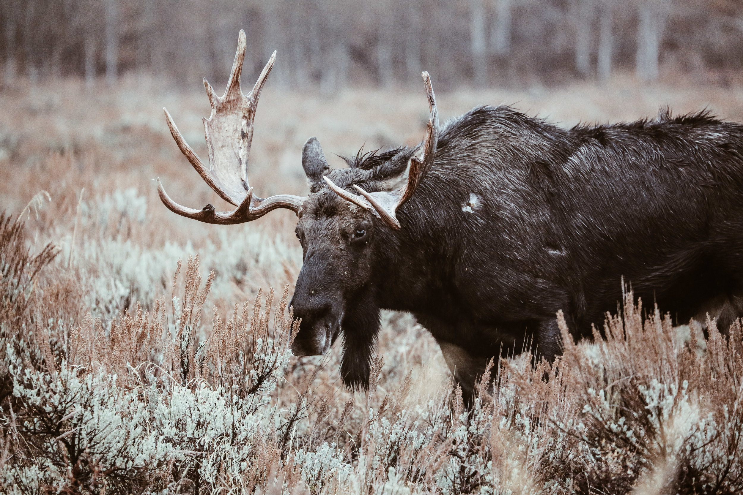 A moose spotted while on our Jackson Hole Wildlife Safari