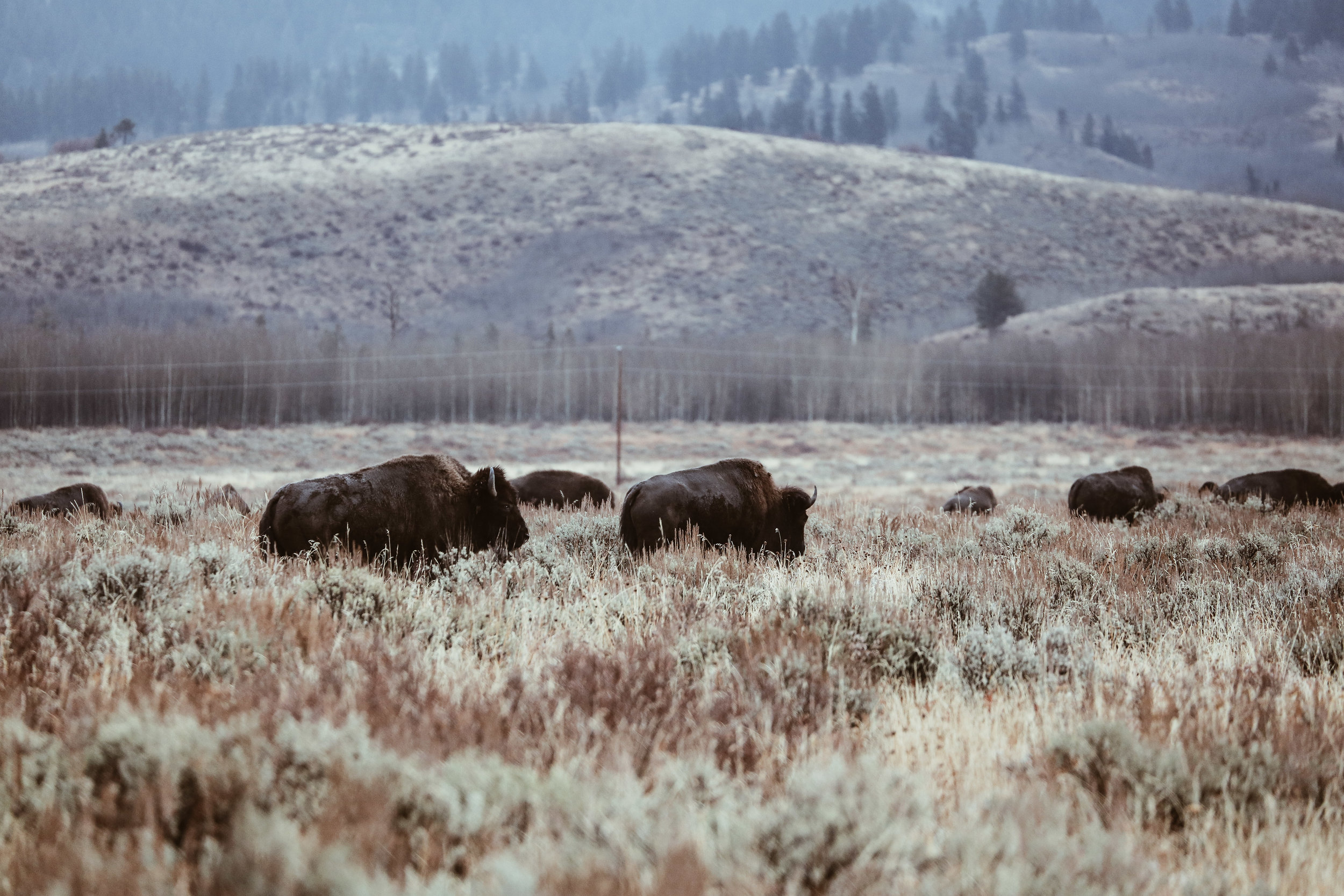 Bison spotted on our tour with Jackson Hole Wildlife Safaris