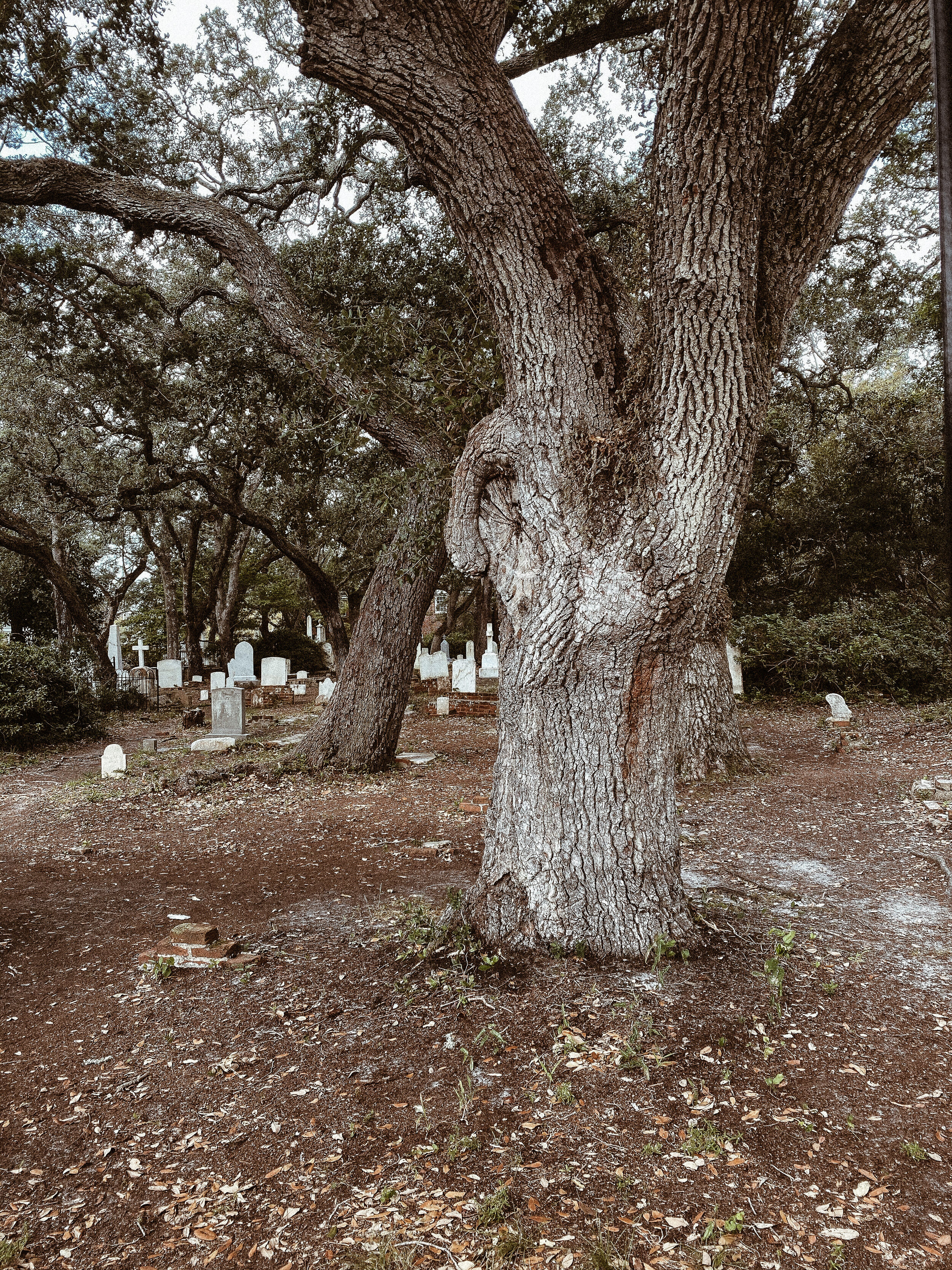 The Old Burying grounds in Beaufort
