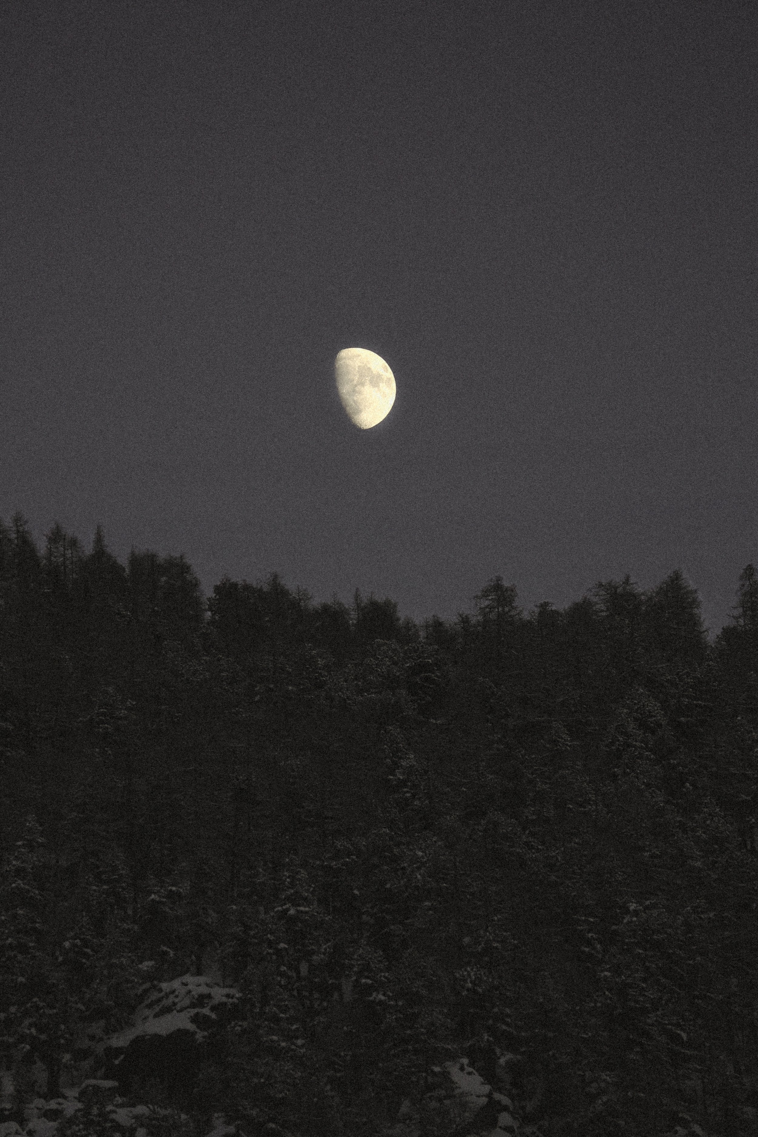 winter forest with a full moon