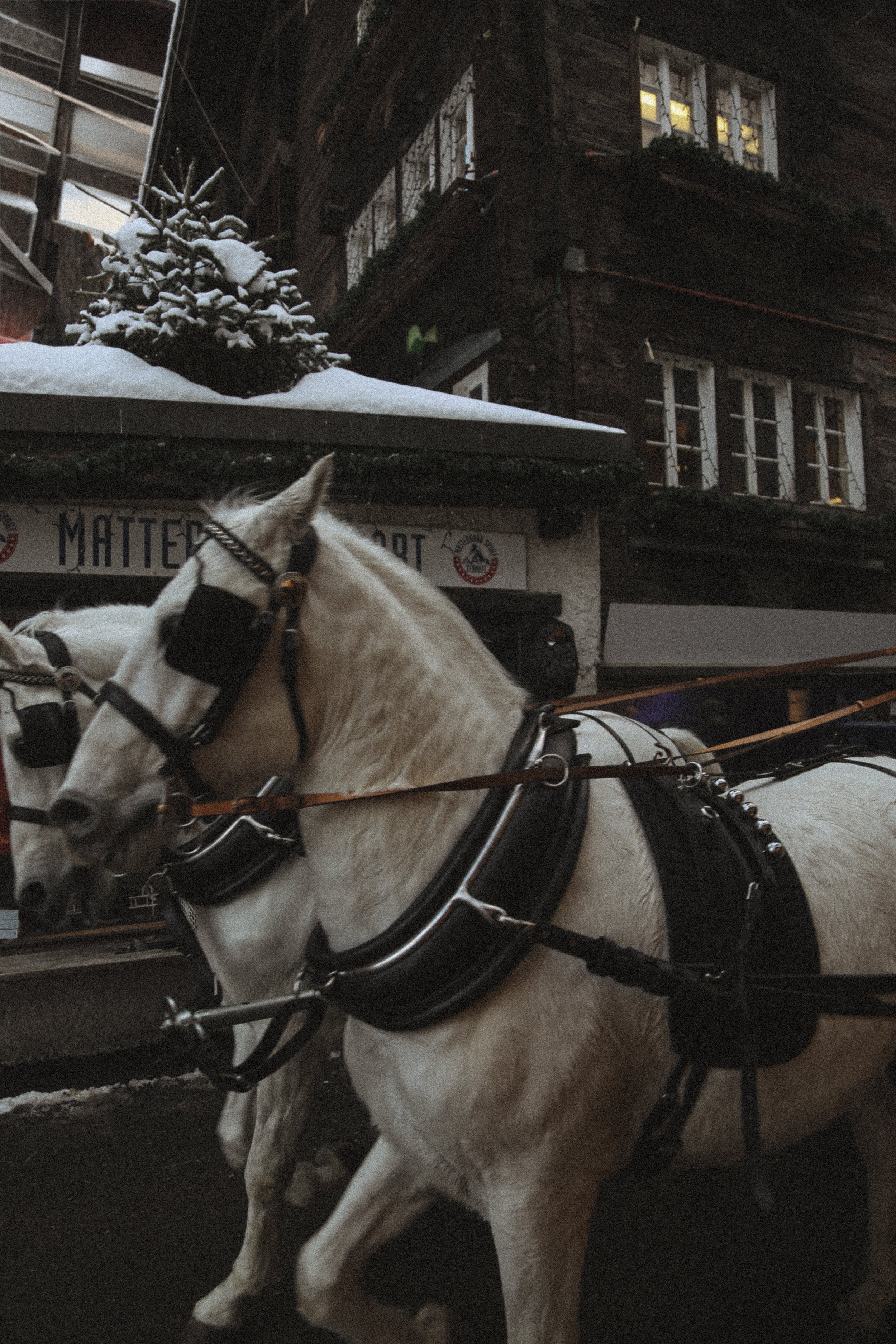 horses in Zermatt