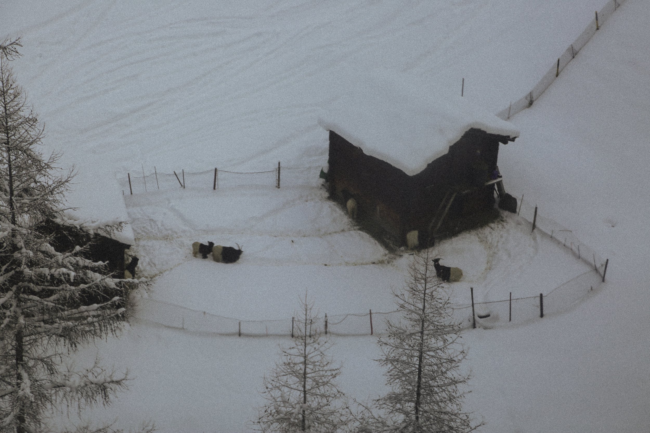 mountain goats in the snow in Zermatt