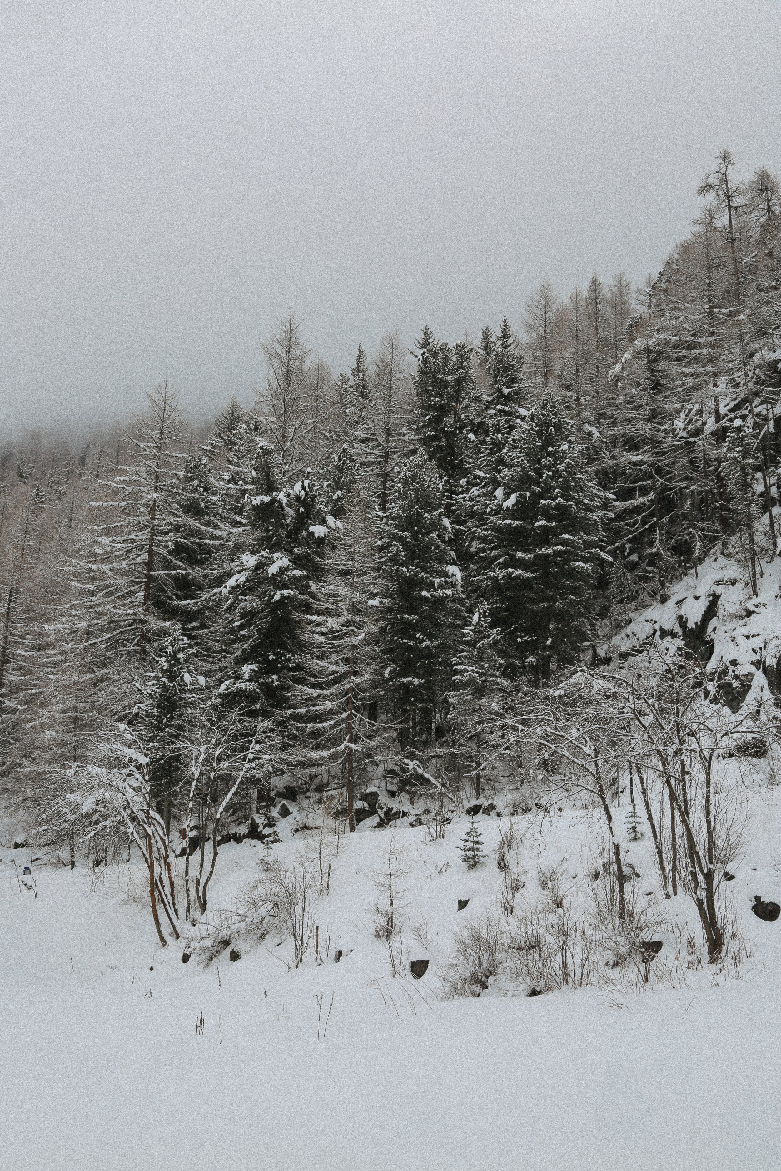 snow covered pine trees