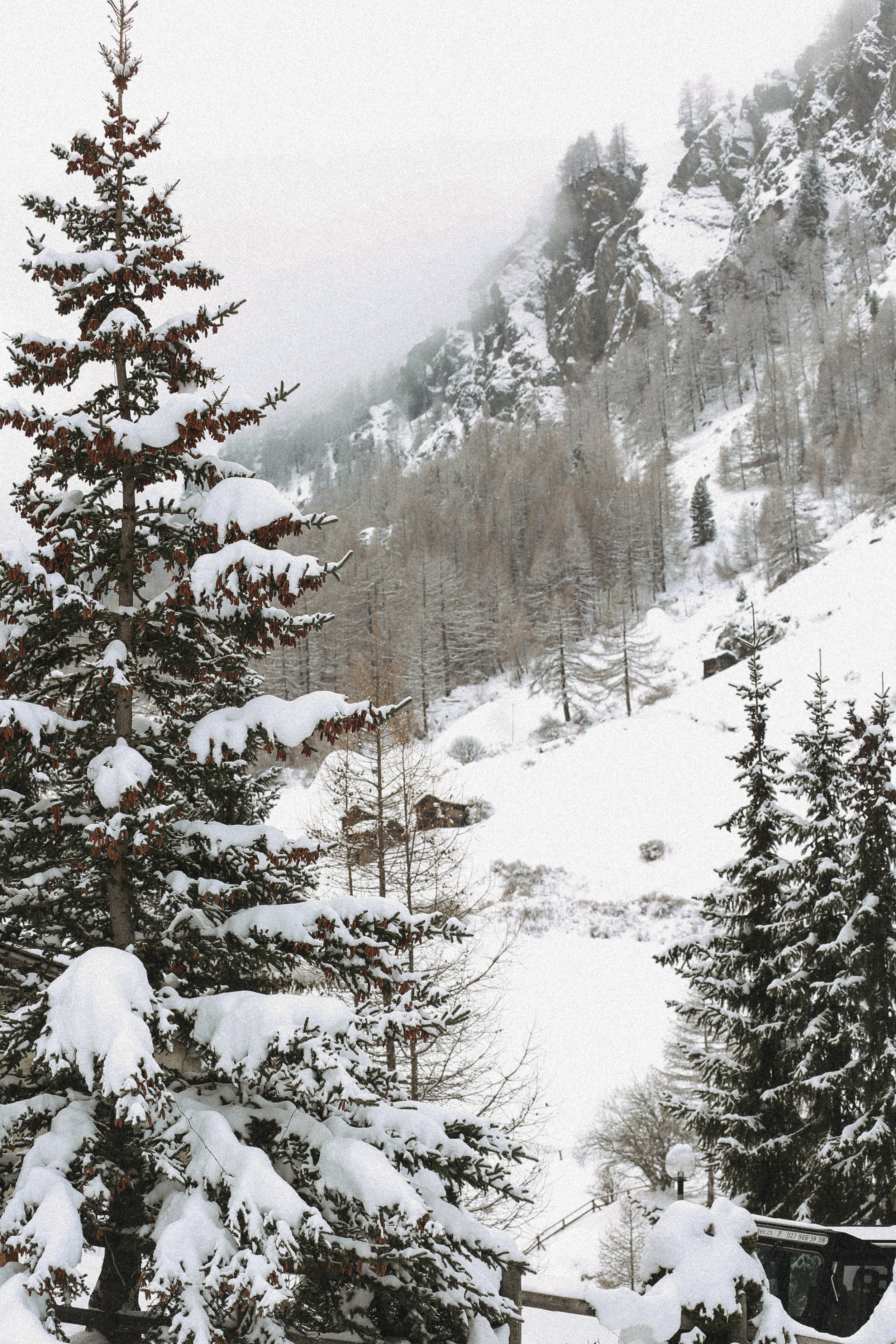 snow covered pine tree in Zermatt
