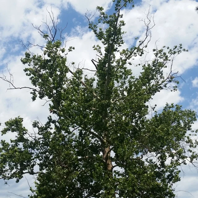 American Sycamore.jpg