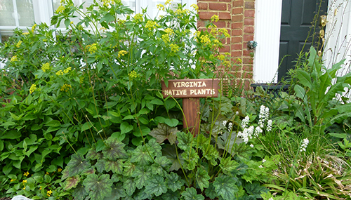 small-garden---Golden-alexandra-blooming.png