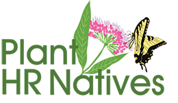Plant-HR-Natives-Logo---Asclepias-incarnata-and-Eastern-Tiger-Swallowtail-without-tagline-copy.png