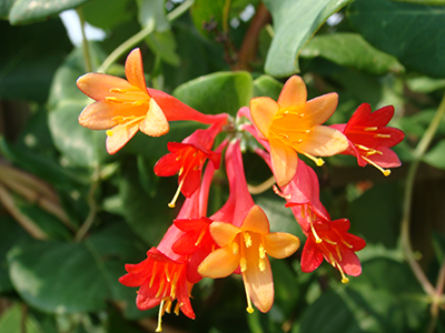 Native Coral Honeysuckle, Lonicera sempervirens. Photo by Dot Field.