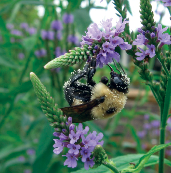 Bee covered in pollen on a purple flower