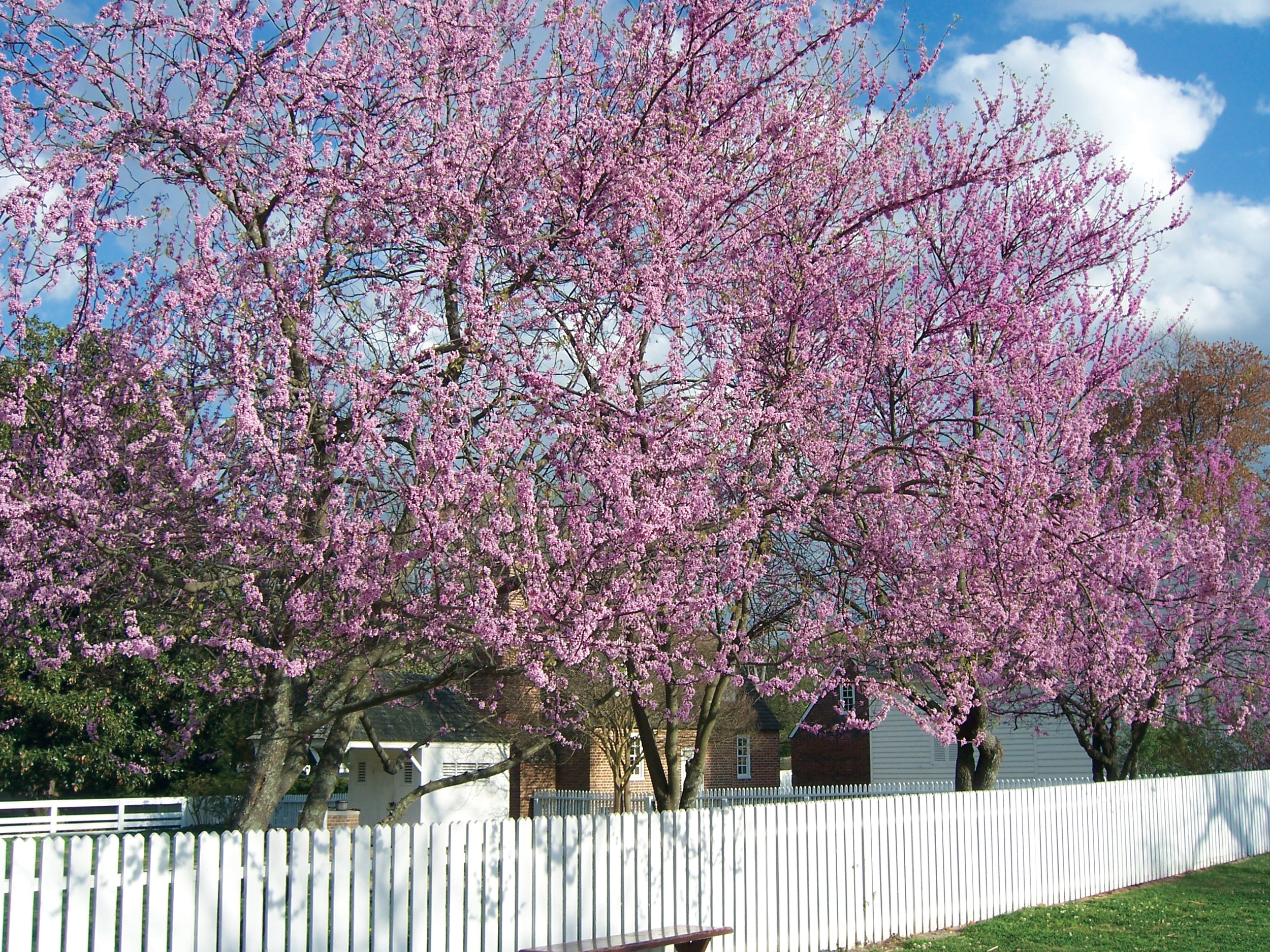 Va Tree Selecting and Siting Native Trees — Plant Virginia Natives