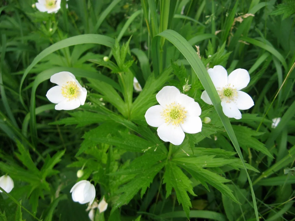 Native Groundcovers — Plant Virginia Natives