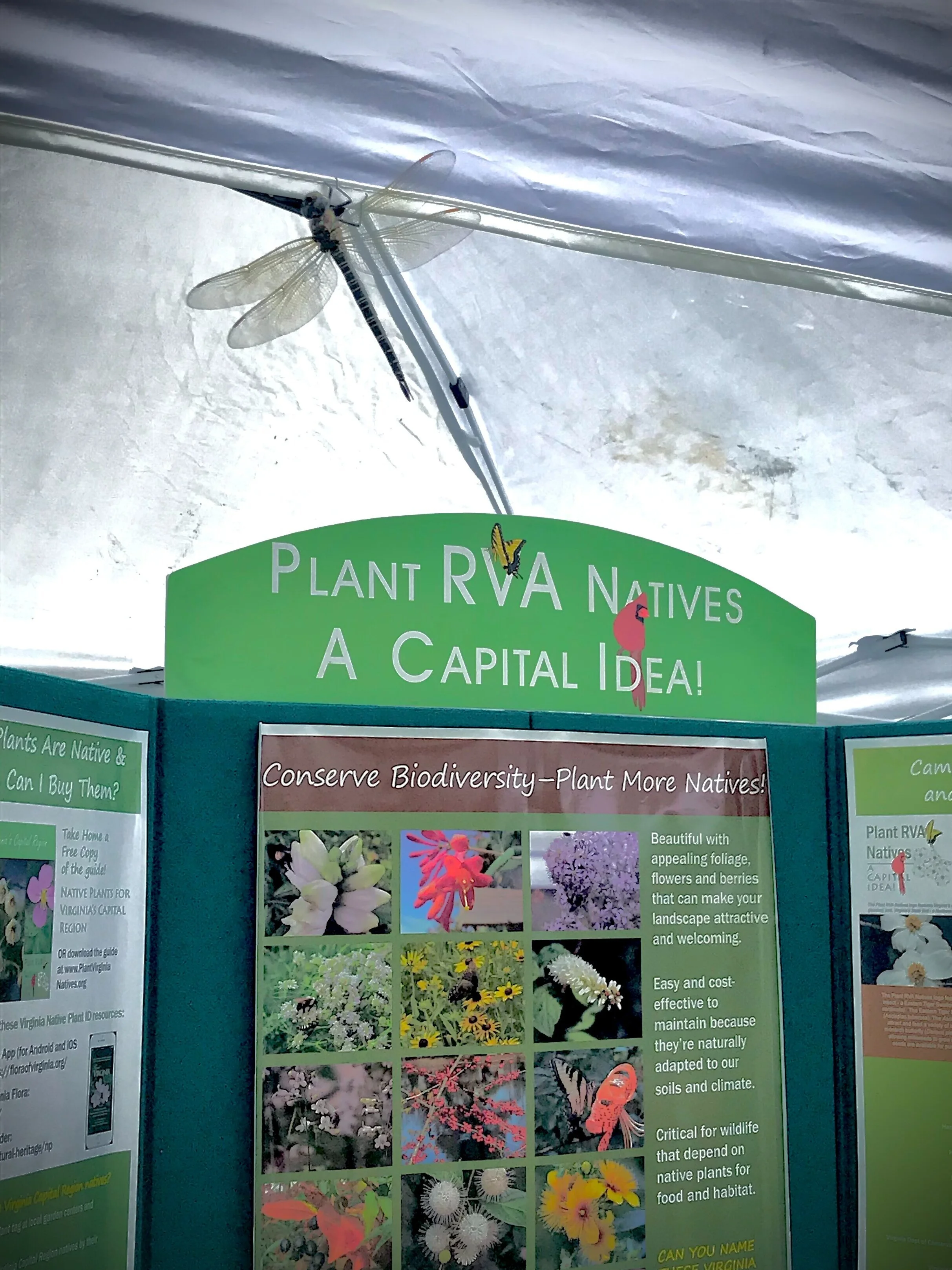 Dragonfly+visits+Plant+RVA+Natives+exhibit+-+Lisa+Hamilton.jpg