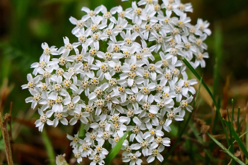 Achillea_millefolium_Schoenholtz_Gloria.jpeg