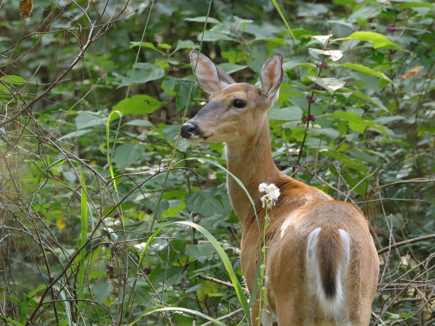 Oh, Deer - What to do?! — Plant Virginia Natives, image size:1500x1126