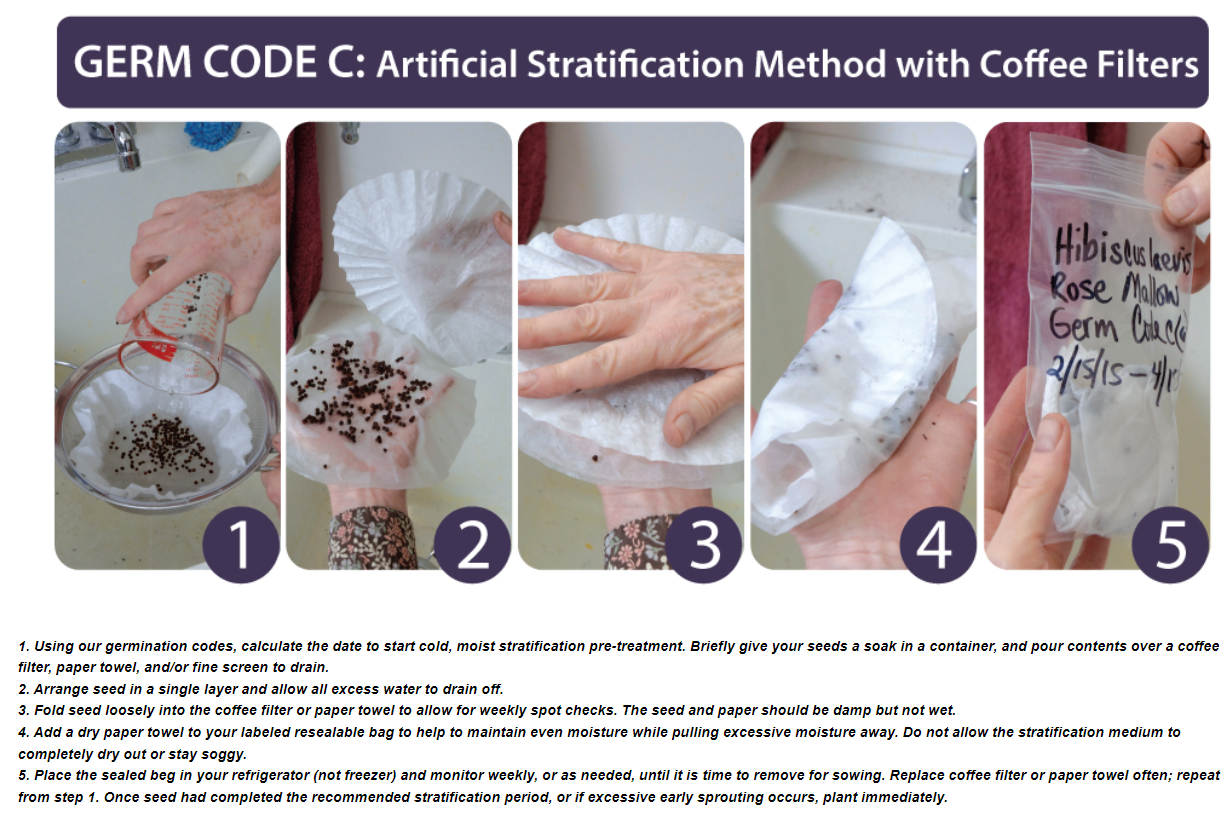 seed stratification paper towel_coffee filter.png