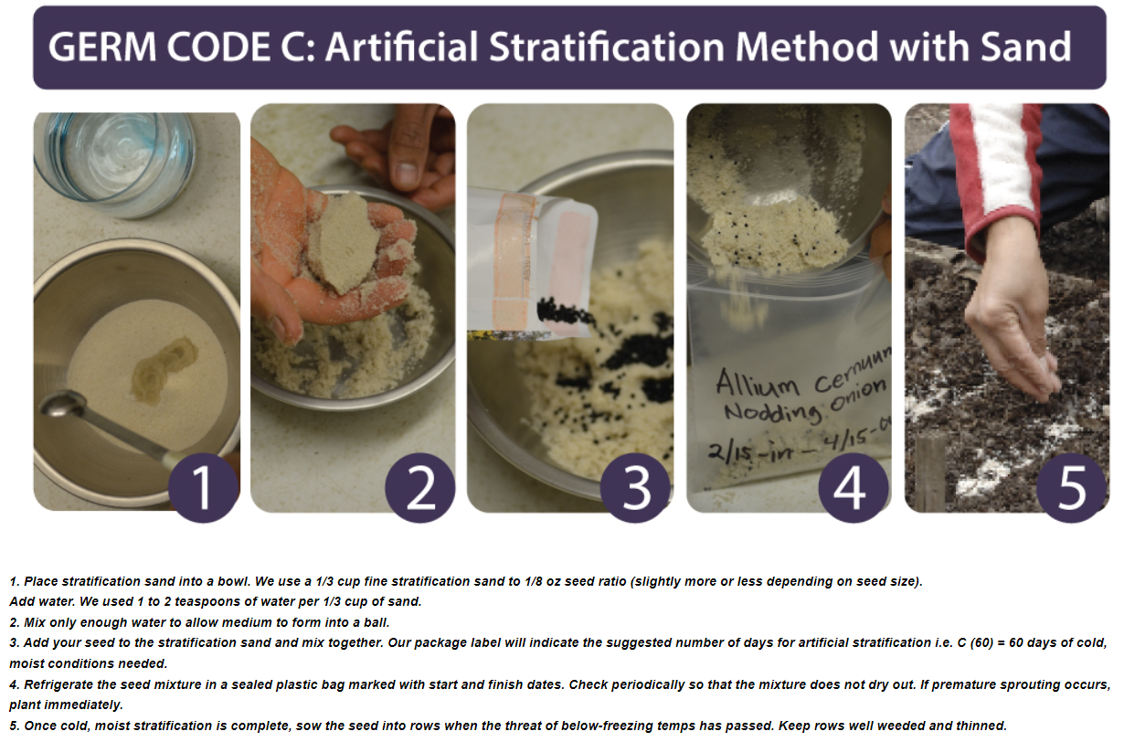 seed stratification sand.png