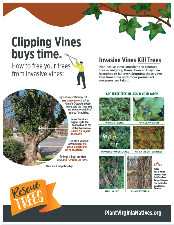 Invasive Vines Graphic.png