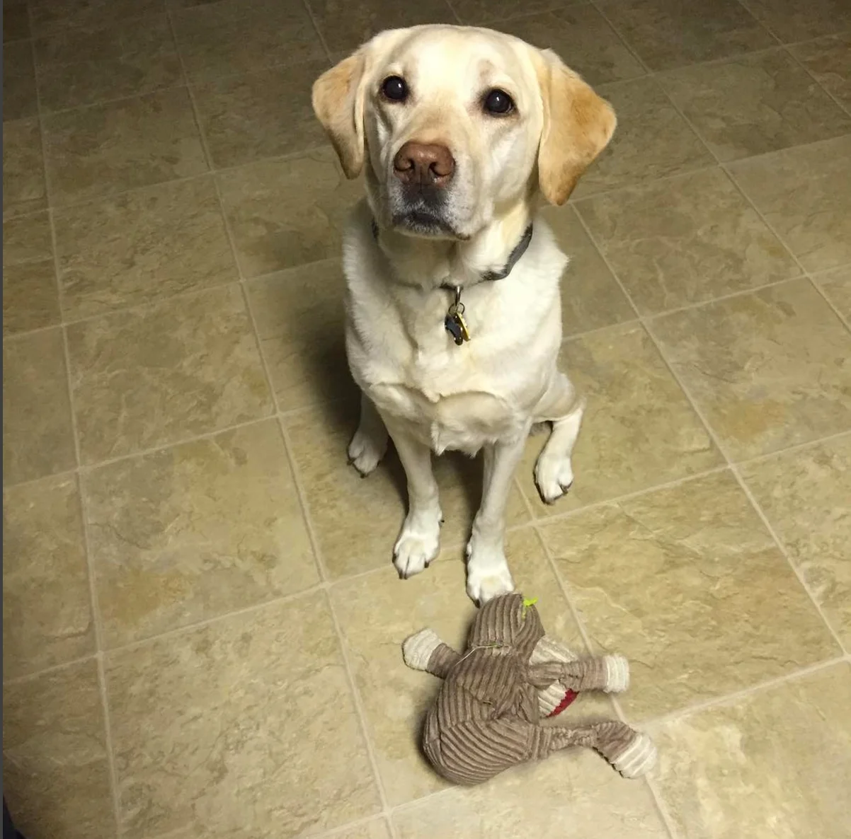 Gus