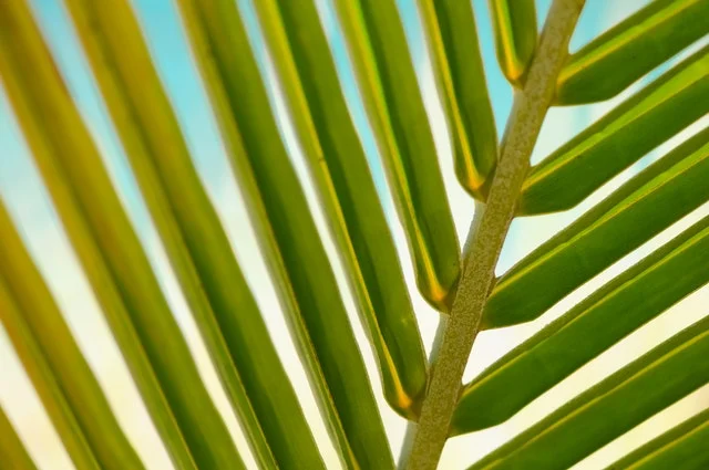 Parade of Palms, Palm Sunday, March 25th