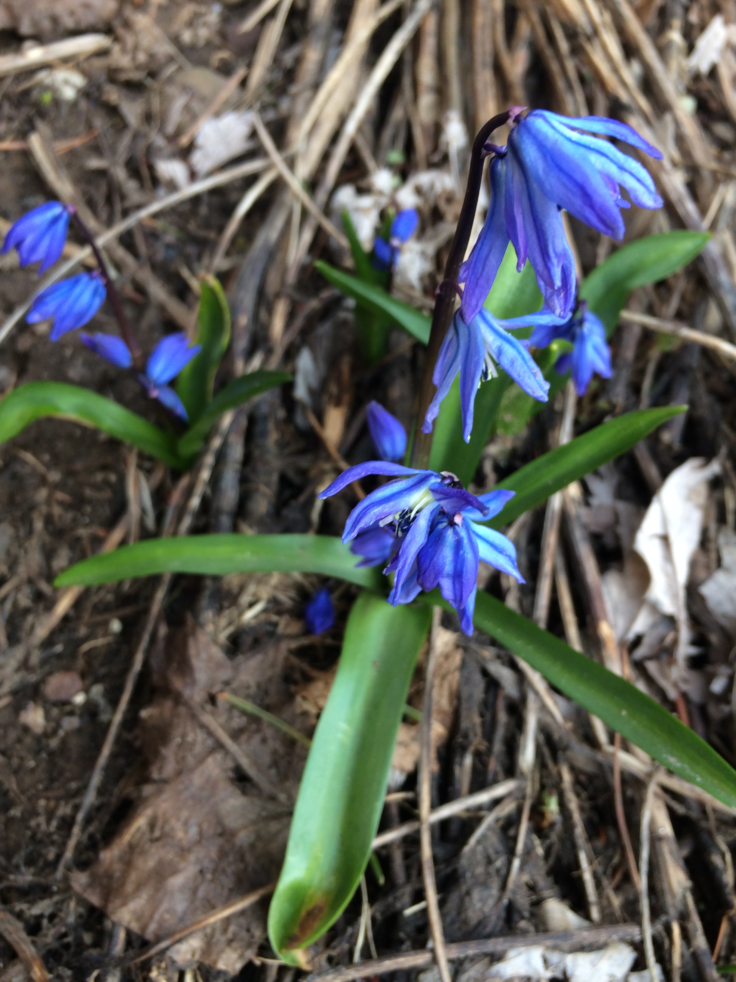 Scilla siberica