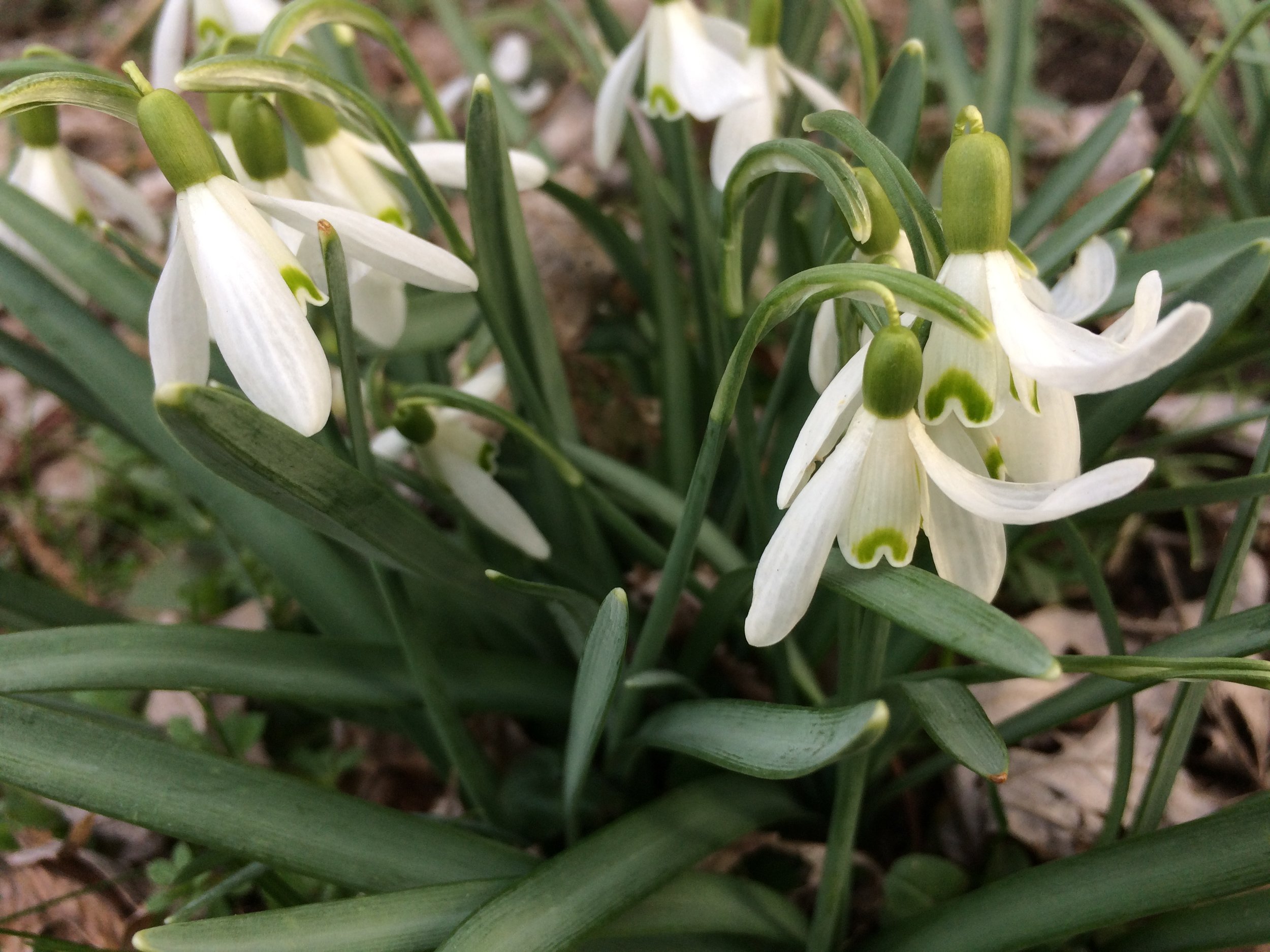 Galanthus nivalis